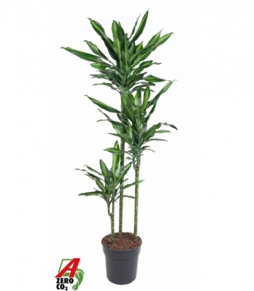 Dracaena