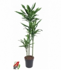 Dracaena