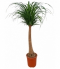 Beaucarnea