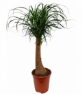 Beaucarnea