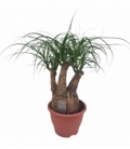 Beaucarnea