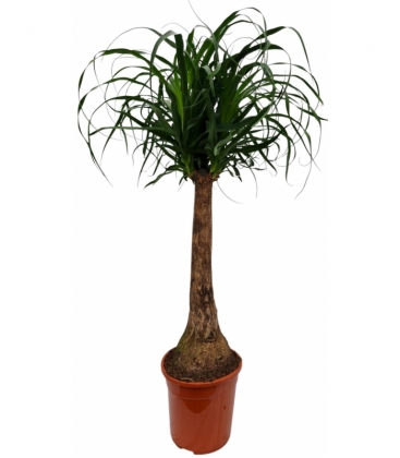 Beaucarnea