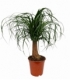 Beaucarnea