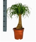 Beaucarnea