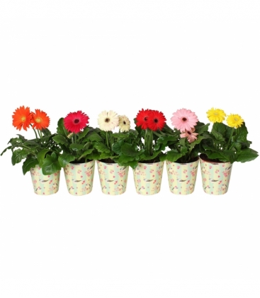 Gerbera