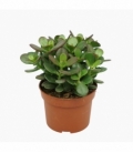 Crassula
