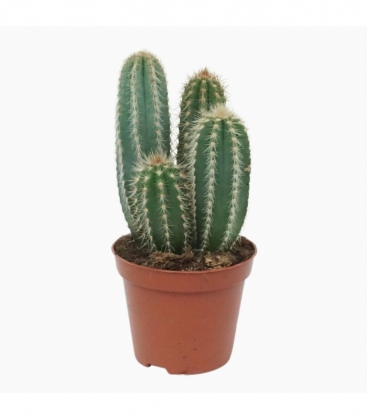 Pilosocereus