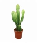 Euphorbia