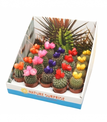 Cactus