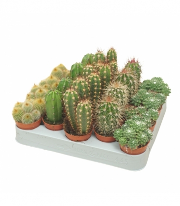 Cactus