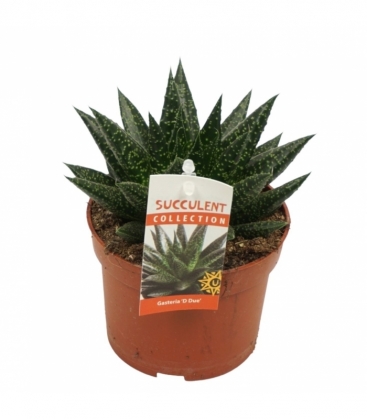 Gasteria