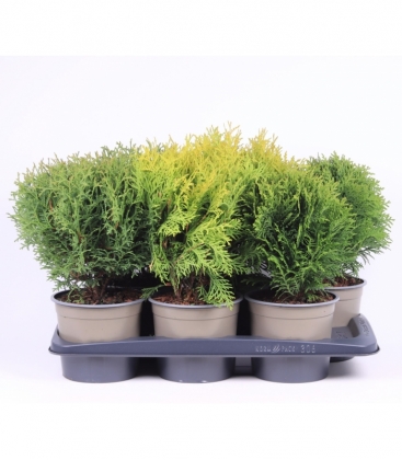 conifers