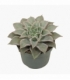 Echeveria