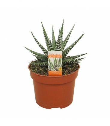 Haworthia