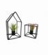Tillandsia