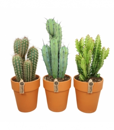 Cactus