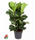 Ficus