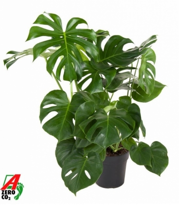 Monstera