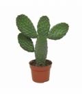 Opuntia