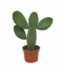 Opuntia