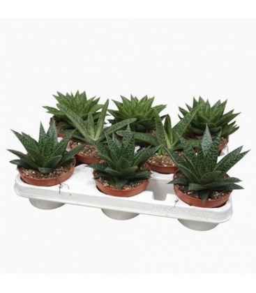 Aloe