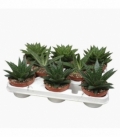 Aloe