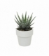Haworthia
