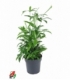 Dracaena