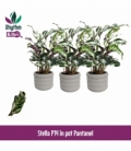 Calathea