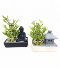 Dracaena