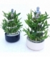 Dracaena