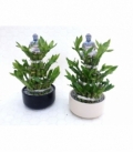 Dracaena