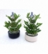 Dracaena