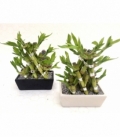 Dracaena