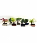 Bonsai