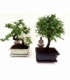 Bonsai
