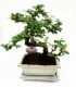 Bonsai