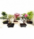 Bonsai