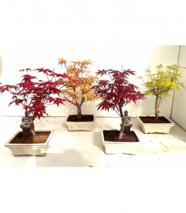 Bonsai