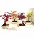 Bonsai