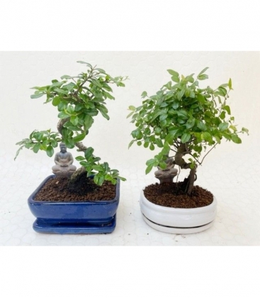 Bonsai