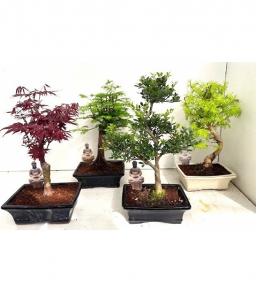 Bonsai
