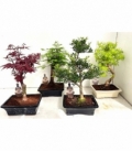 Bonsai