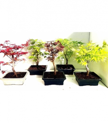 Bonsai