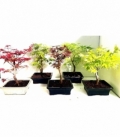 Bonsai