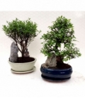 Bonsai