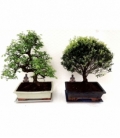 Bonsai