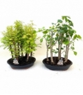Bonsai