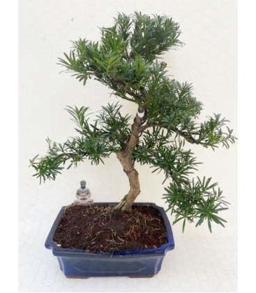 Bonsai