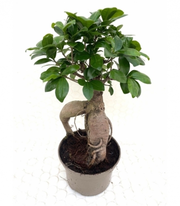 Ficus